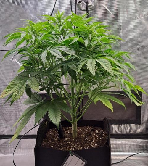 Coke for Saturn. Week 6 - Day 38