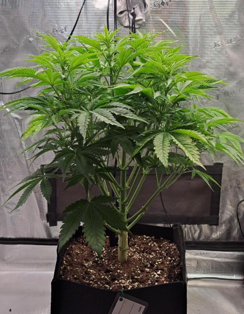 Coke for Saturn. Week 6 - Day 39