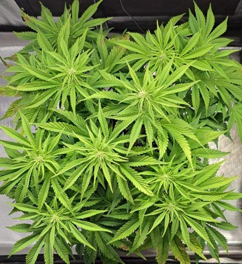 Coke for Saturn. Week 6 - Day 40