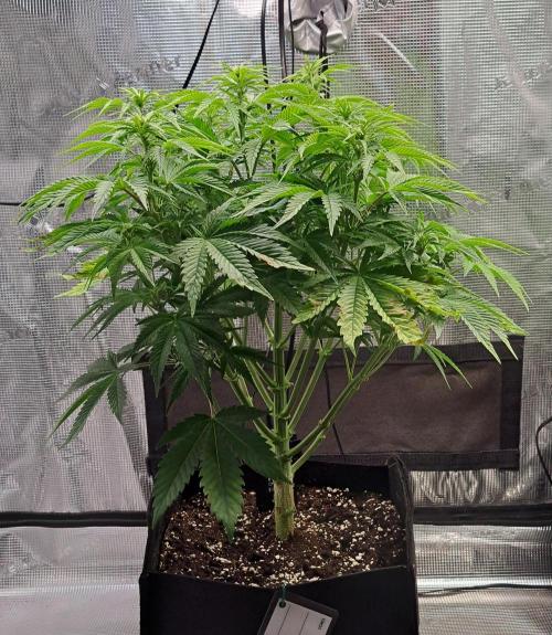 Coke for Saturn. Week 6 - Day 40