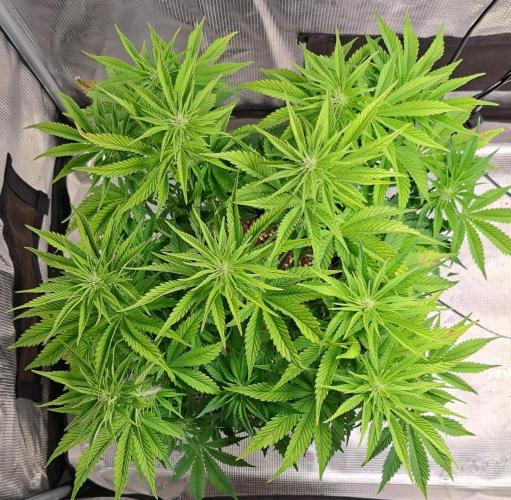 Coke for Saturn. Week 6 - Day 41