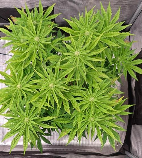 Coke for Saturn. Week 6 - Day 42