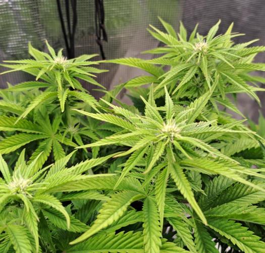 Coke for Saturn. Week 6 - Day 42