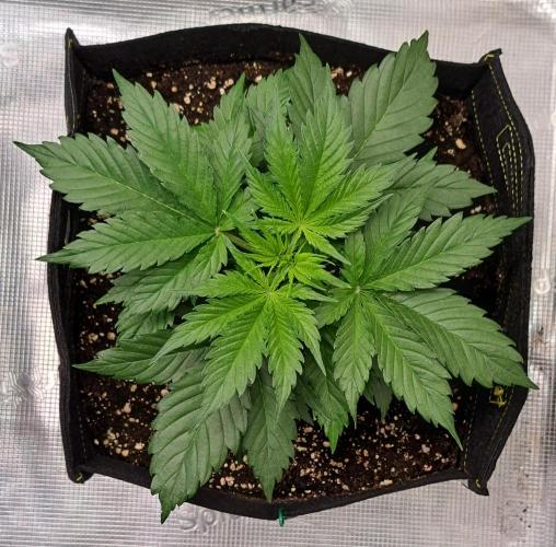 A little Ginger Punch for Venus. Week 4 - Day 22