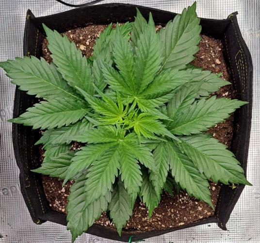 A little Ginger Punch for Venus. Week 4 - Day 23