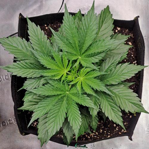 A little Ginger Punch for Venus. Week 4 - Day 24