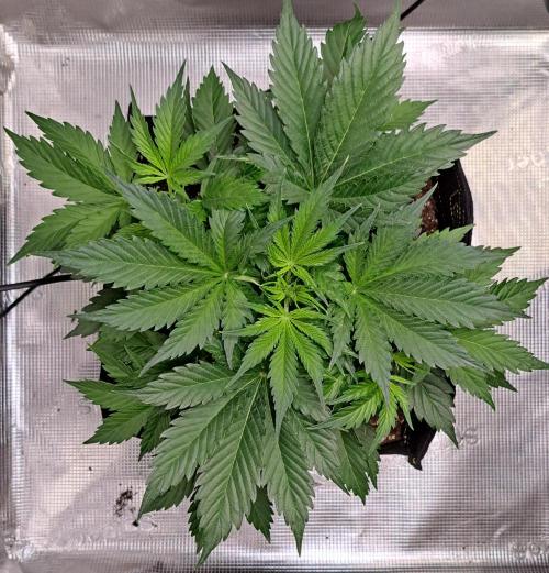 A little Ginger Punch for Venus. Week 4 - Day 27