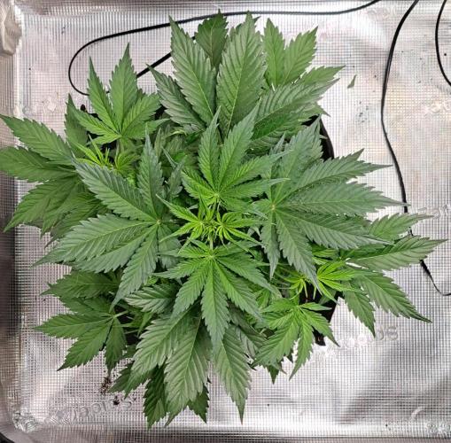 A little Ginger Punch for Venus. Week 4 - Day 28