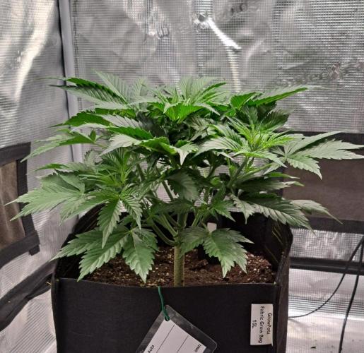 A little Ginger Punch for Venus. Week 4 - Day 28