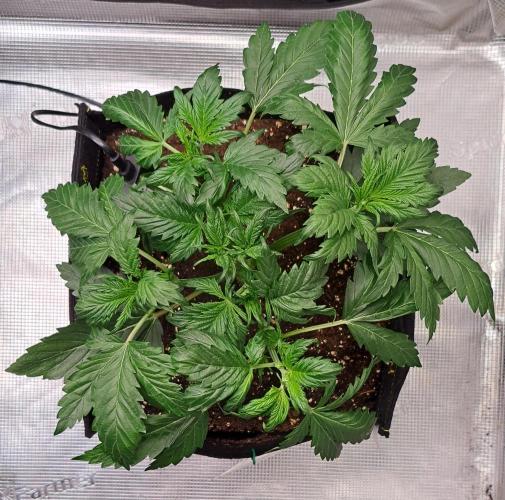 Delighted Diablo is back at Venus. Week 4 - Day 22