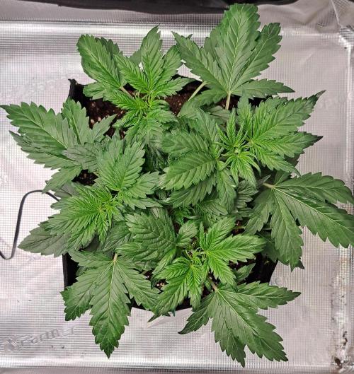 Delighted Diablo is back at Venus. Week 4 - Day 23