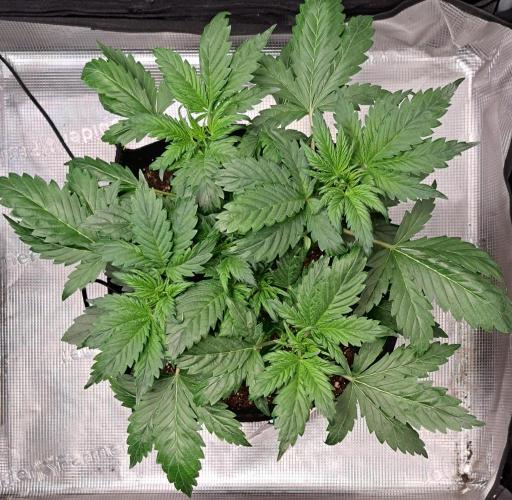 Delighted Diablo is back at Venus. Week 4 - Day 24