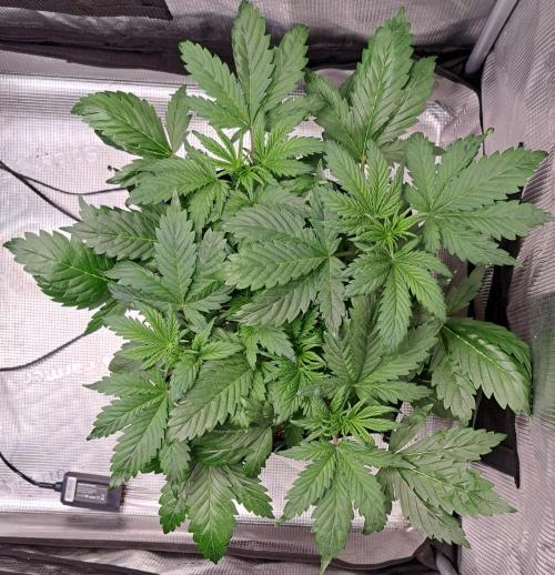 Delighted Diablo is back at Venus. Week 4 - Day 25