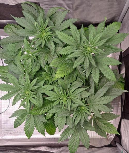 Delighted Diablo is back at Venus. Week 4 - Day 28