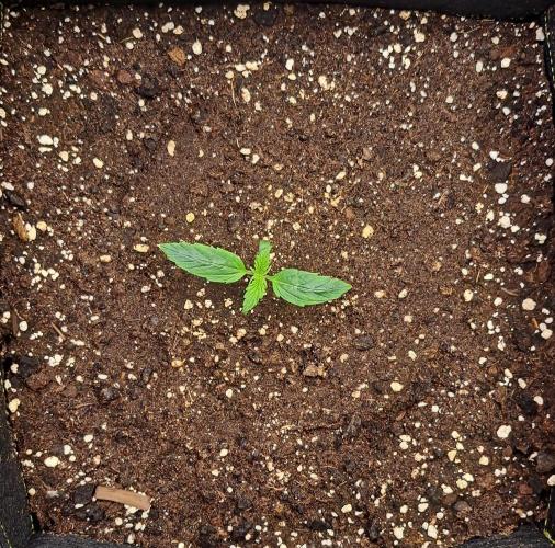 Strawberries on their way to Saturn. Week 2 - Day 8