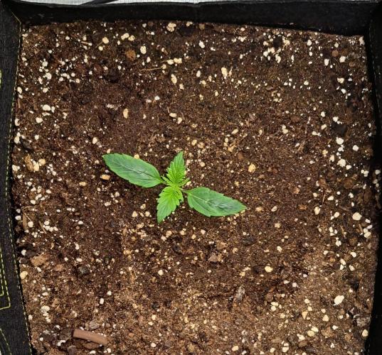 Strawberries on their way to Saturn. Week 2 - Day 9