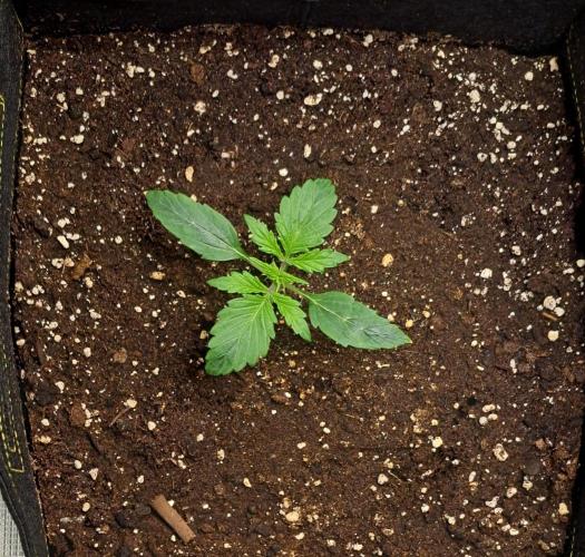 Strawberries on their way to Saturn. Week 2 - Day 11