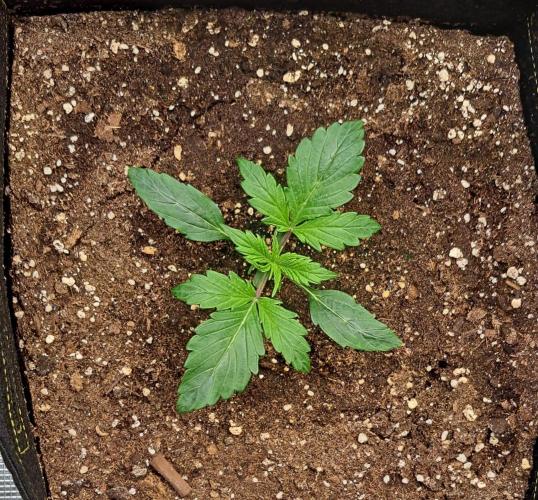 Strawberries on their way to Saturn. Week 2 - Day 12