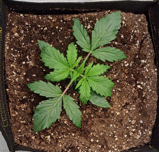 Strawberries on their way to Saturn. Week 2 - Day 14