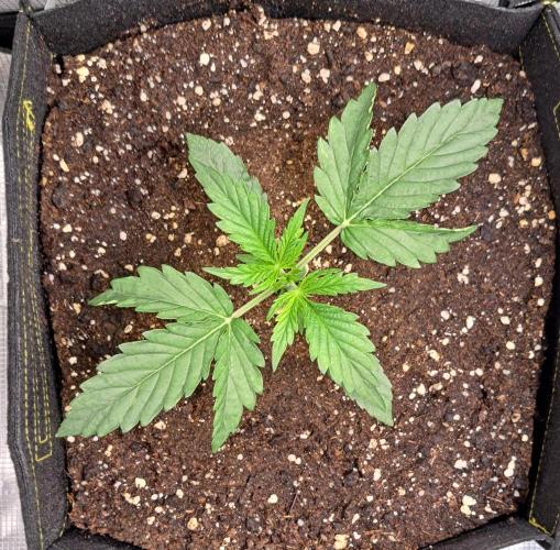 Mars dreams of Amnesia. Week 3 - Day 15