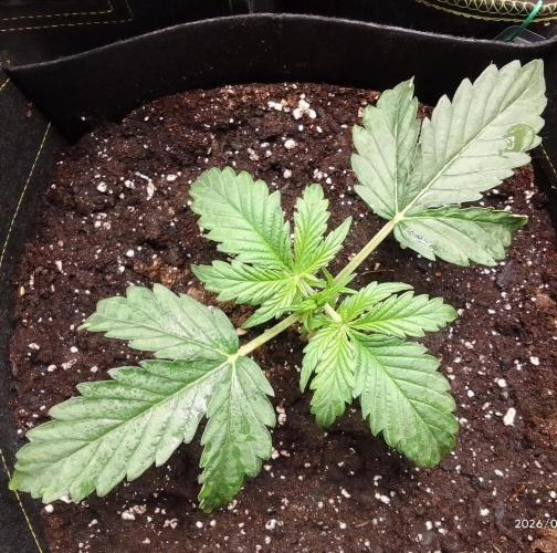 Mars dreams of Amnesia. Week 3 - Day 16