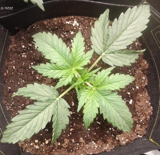 Mars dreams of Amnesia. Week 3 - Day 17