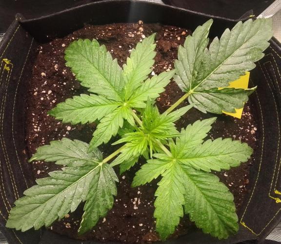 Mars dreams of Amnesia. Week 3 - Day 18