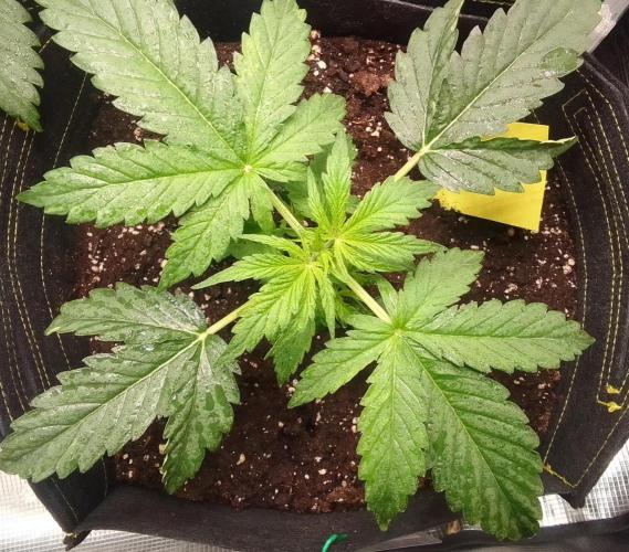 Mars dreams of Amnesia. Week 3 - Day 19