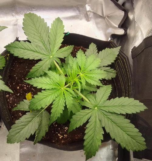 Mars dreams of Amnesia. Week 3 - Day 21