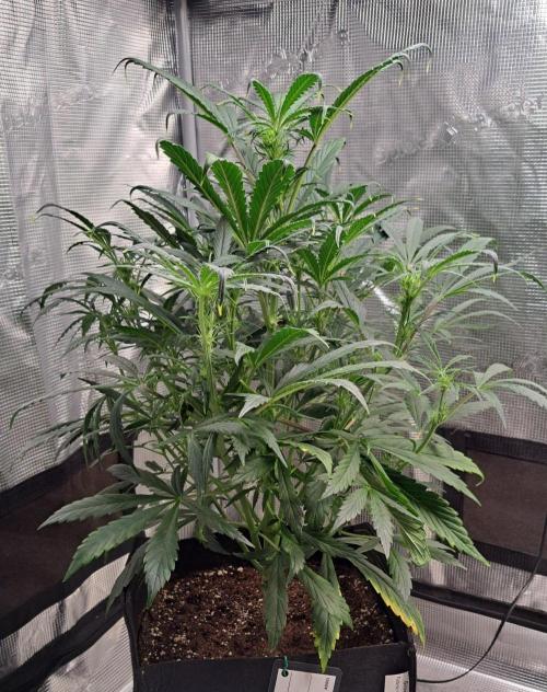 amIZIng Diesel. Week 6 - Day 36