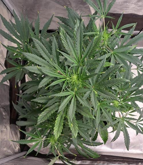 amIZIng Diesel. Week 6 - Day 38