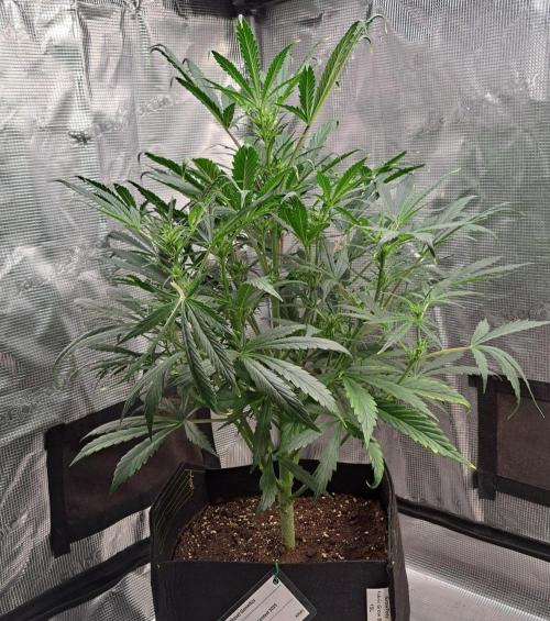 amIZIng Diesel. Week 6 - Day 38