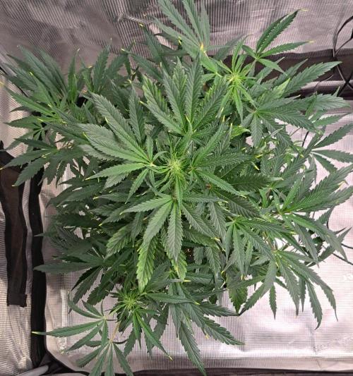 amIZIng Diesel. Week 6 - Day 40