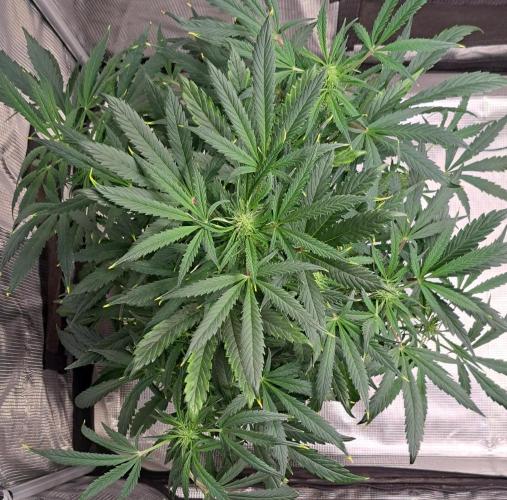 amIZIng Diesel. Week 6 - Day 41