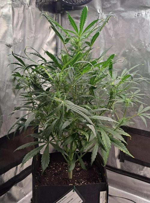amIZIng Diesel. Week 6 - Day 41