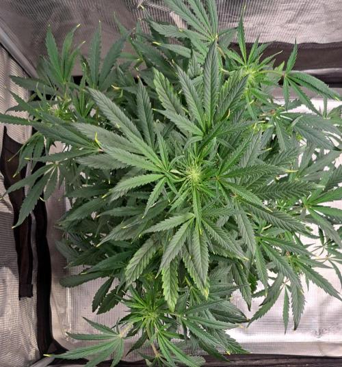 amIZIng Diesel. Week 6 - Day 42