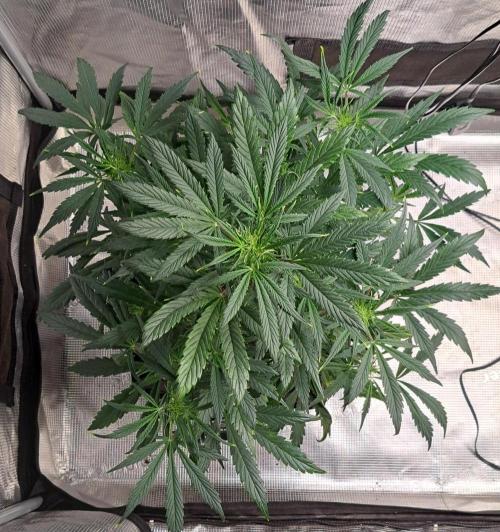 amIZIng Diesel. Week 6 - Day 36