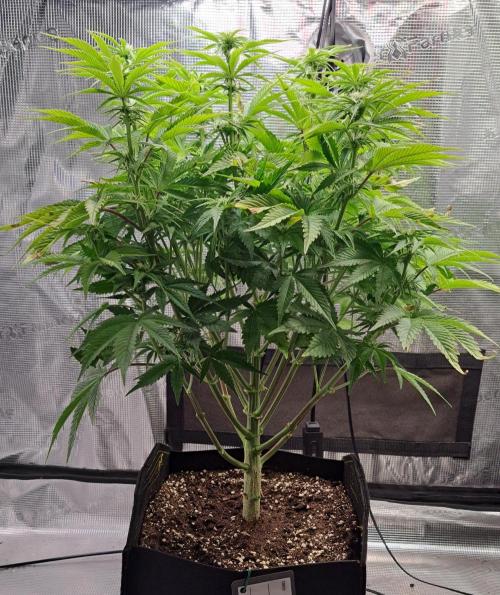 Coke for Saturn. Week 7 - Day 43