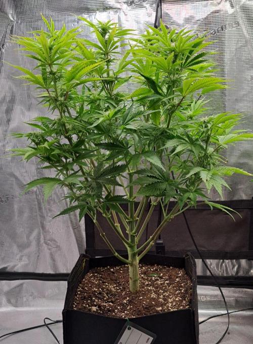 Coke for Saturn. Week 7 - Day 45