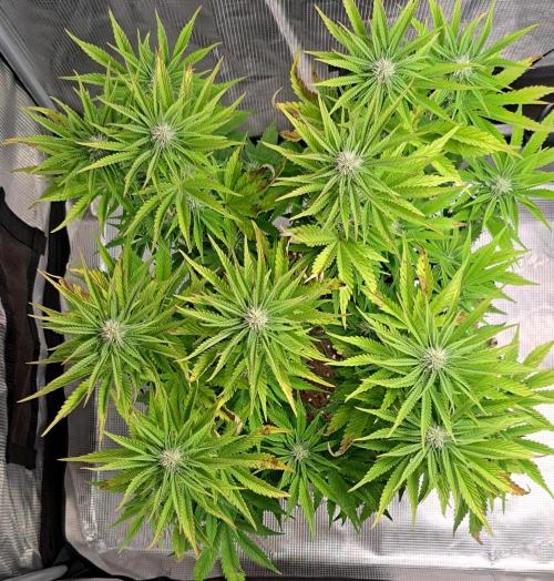 Coke for Saturn. Week 7 - Day 47