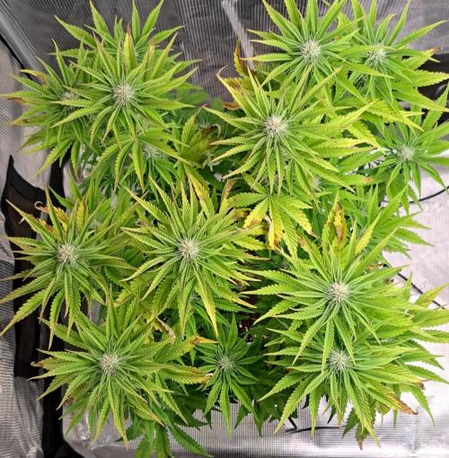 Coke for Saturn. Week 7 - Day 48