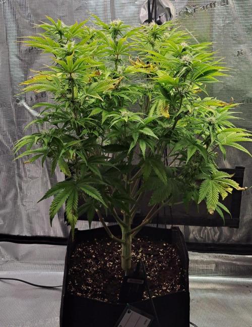 Coke for Saturn. Week 7 - Day 48