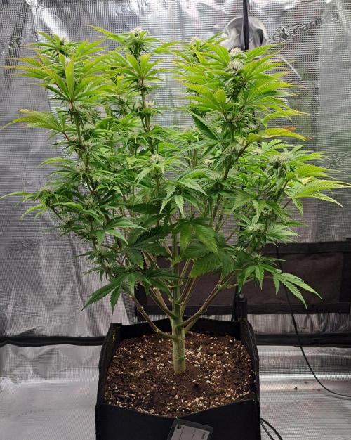 Coke for Saturn. Week 7 - Day 49