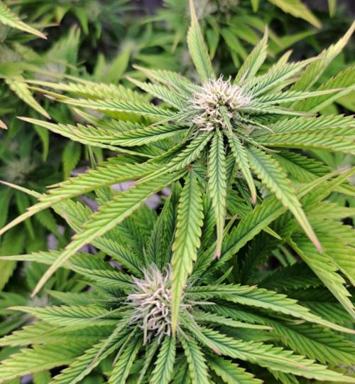 Coke for Saturn. Week 7 - Day 49