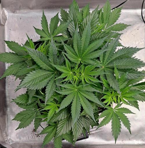 A little Ginger Punch for Venus. Week 5 - Day 29