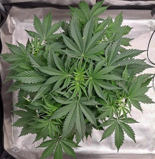 A little Ginger Punch for Venus. Week 5 - Day 31