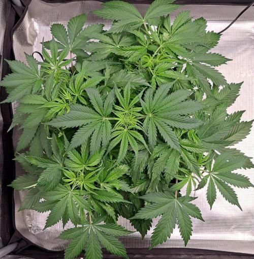 A little Ginger Punch for Venus. Week 5 - Day 33