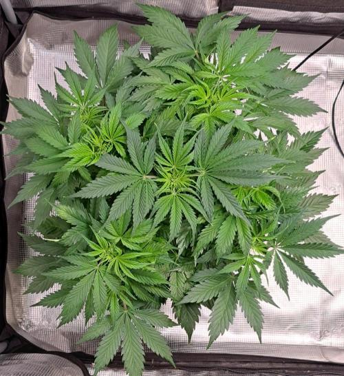 A little Ginger Punch for Venus. Week 5 - Day 34