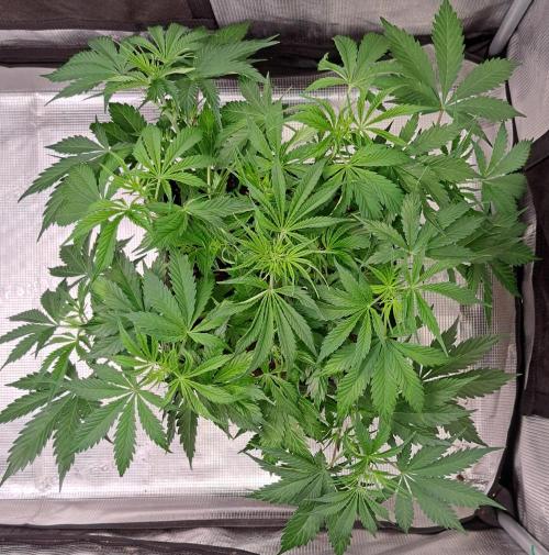 A little Ginger Punch for Venus. Week 5 - Day 35