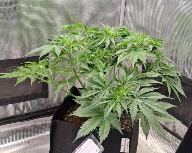 A little Ginger Punch for Venus. Week 5 - Day 35